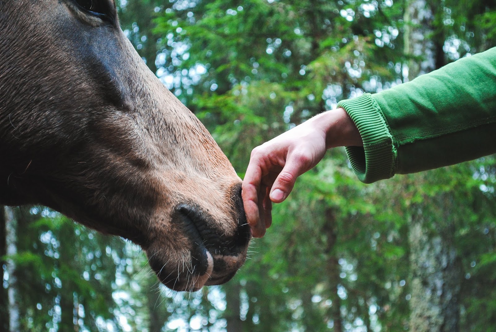 animals-helping-people-natural-answer